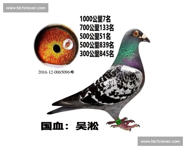 信鸽比赛的规则与技巧探索如何提高信鸽竞赛成绩